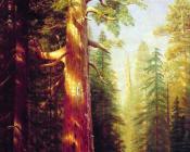 阿尔伯特 比尔施塔特 : The Great Trees